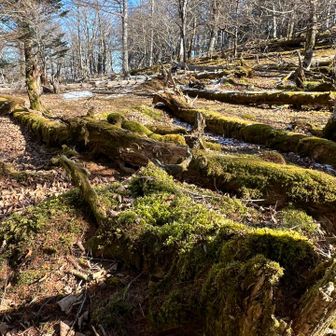 苔オンパレード