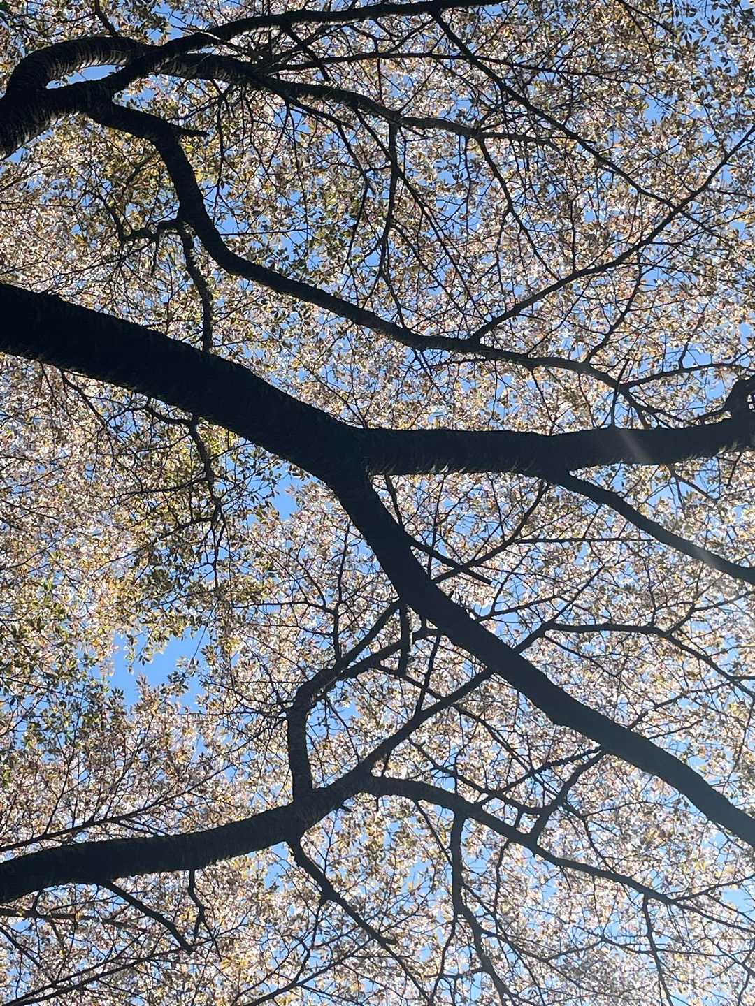 奥に進むと山の中に桜が🌸
