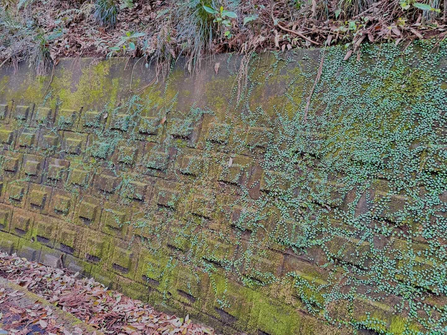 つる植物が苔むしたコンクリート壁に張り巡り、アートのようでもあり、メッセージでも書かれているのでは、と思わされたり☺️