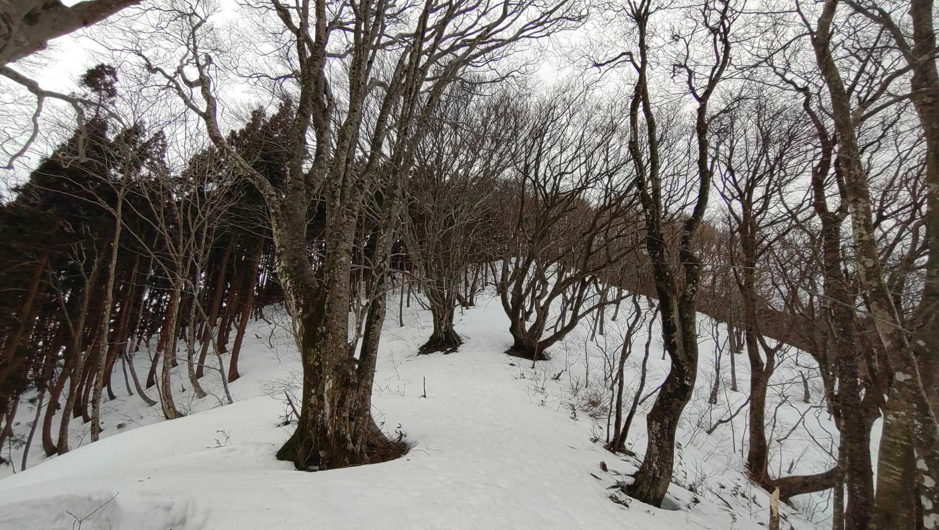 尾根に上がりました🥵
天気急変🌀ここから冬装備🥶