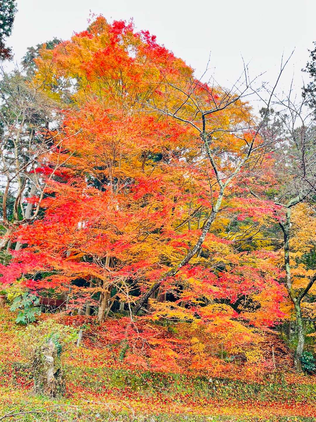 長寿寺
横からの🍁
