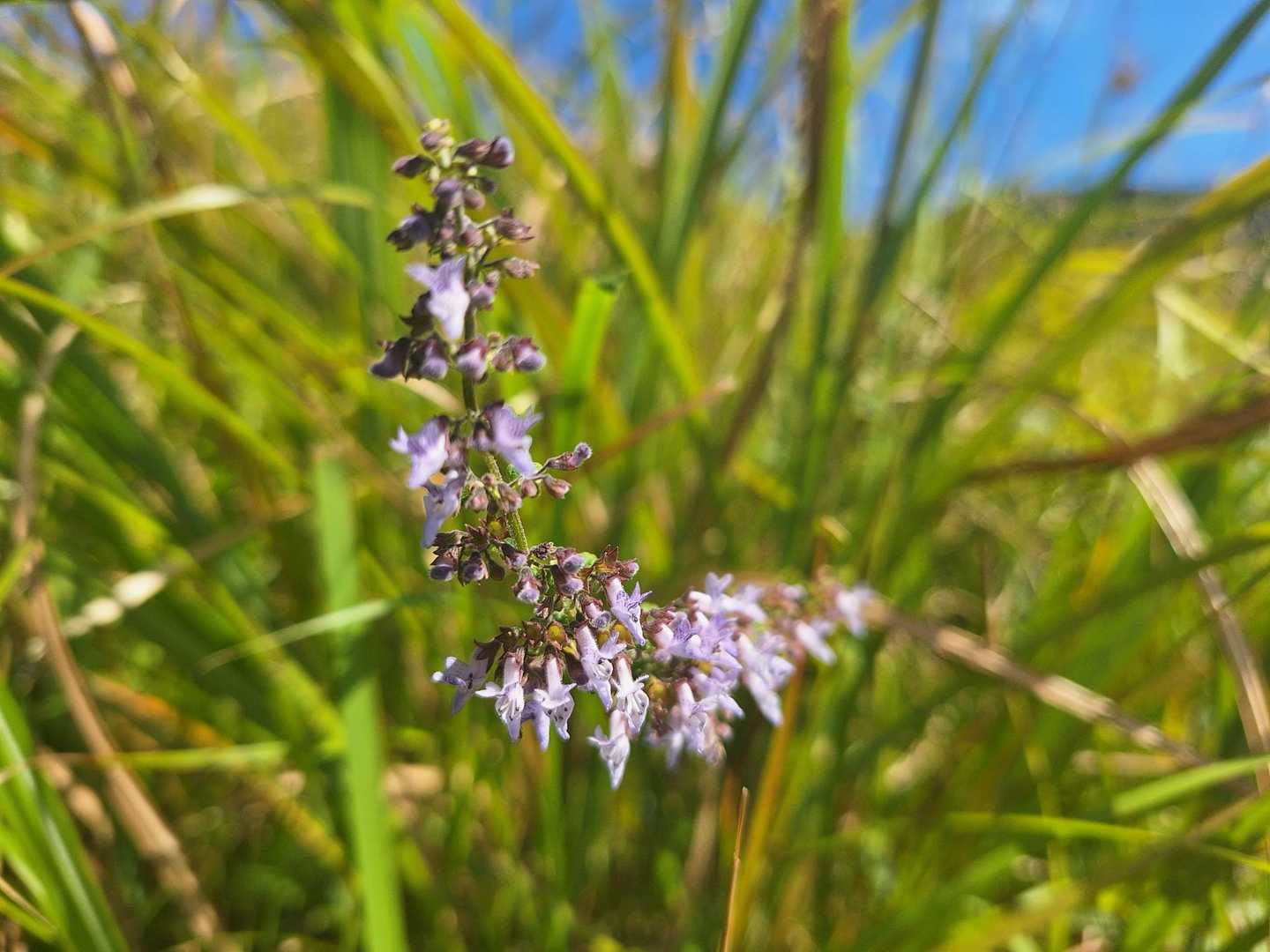 お花💠