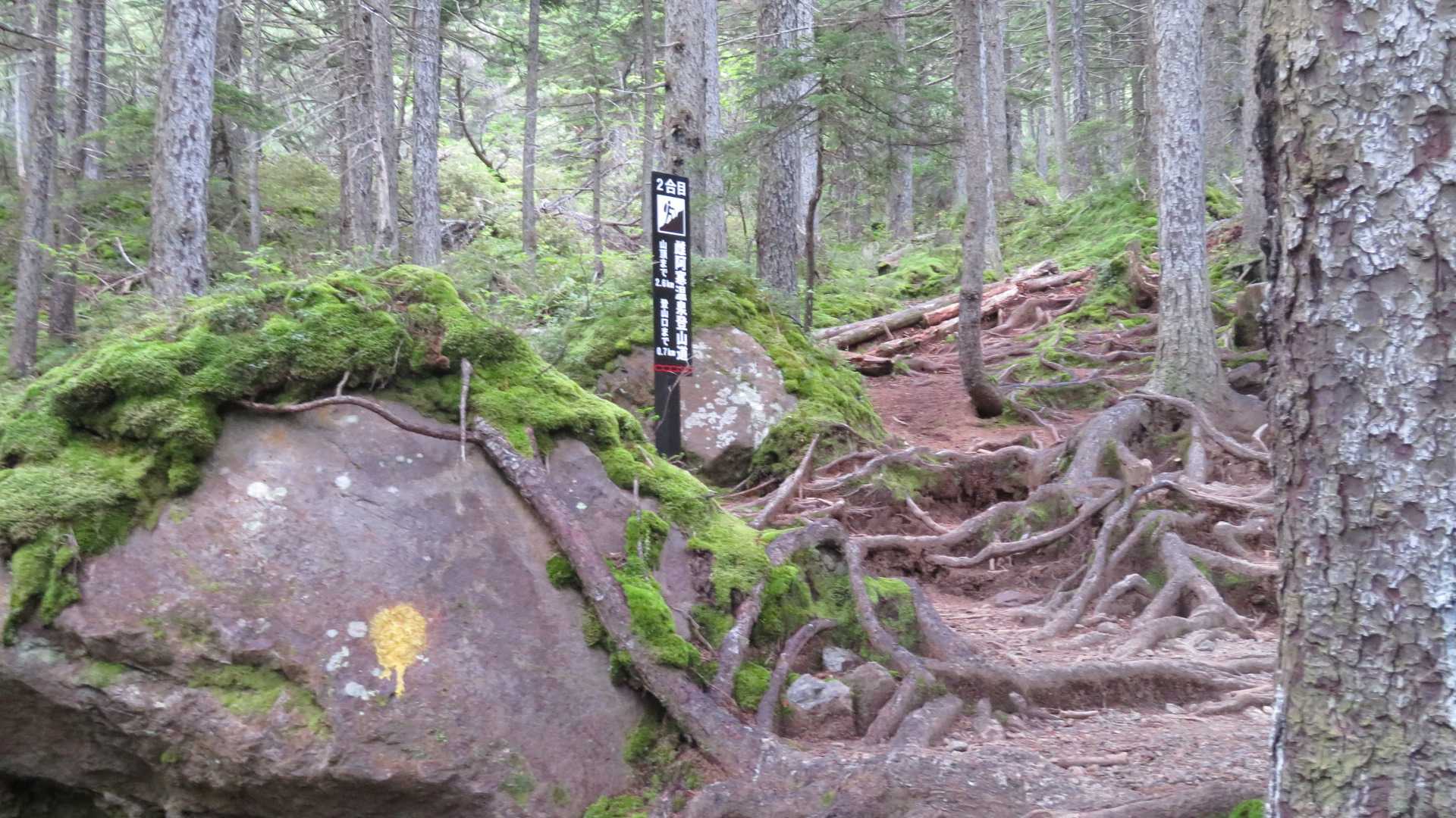ニ合目、この付近でリスがちょろちょろ、撮影は難しい。