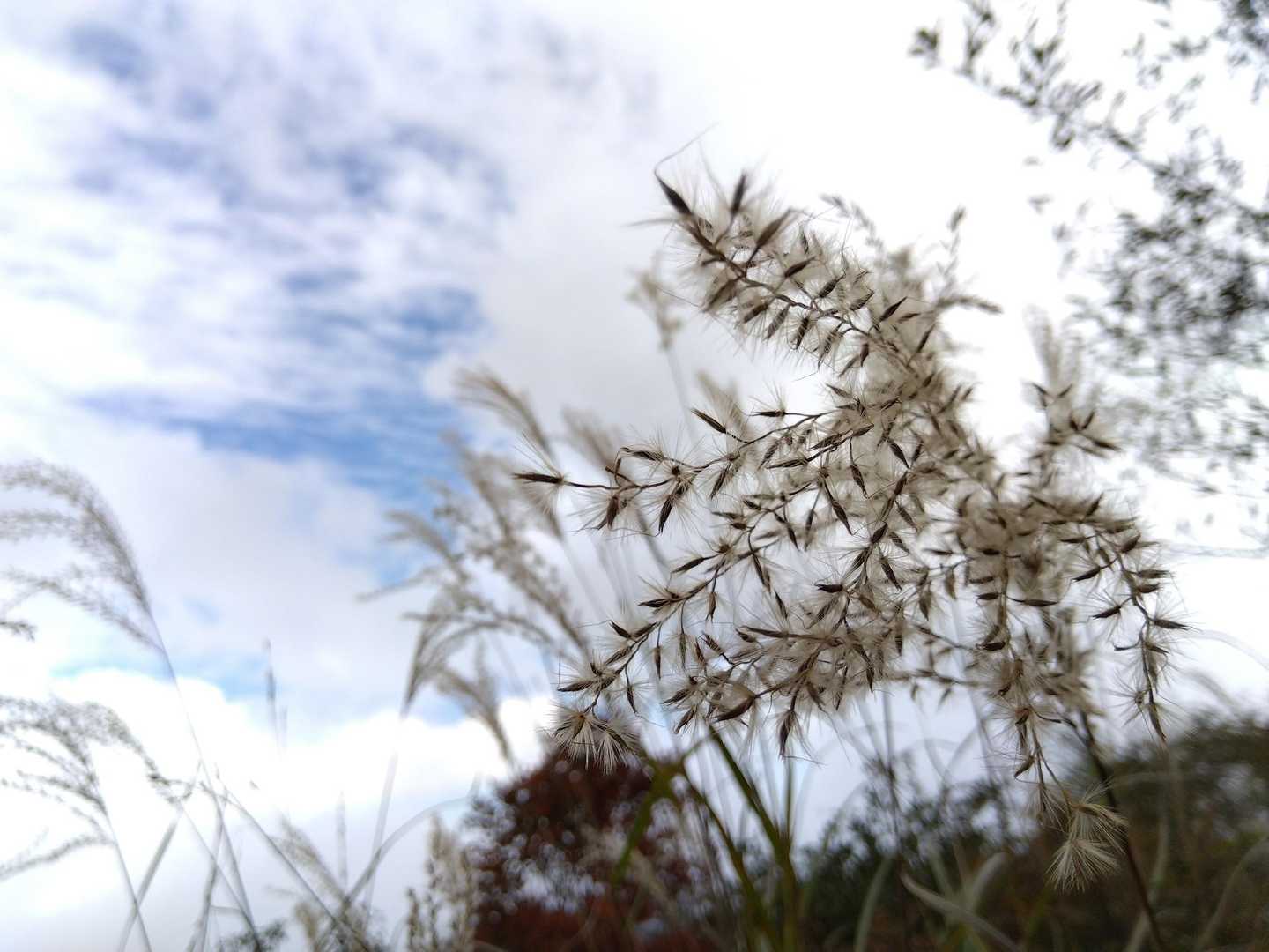 ほわほわ〜