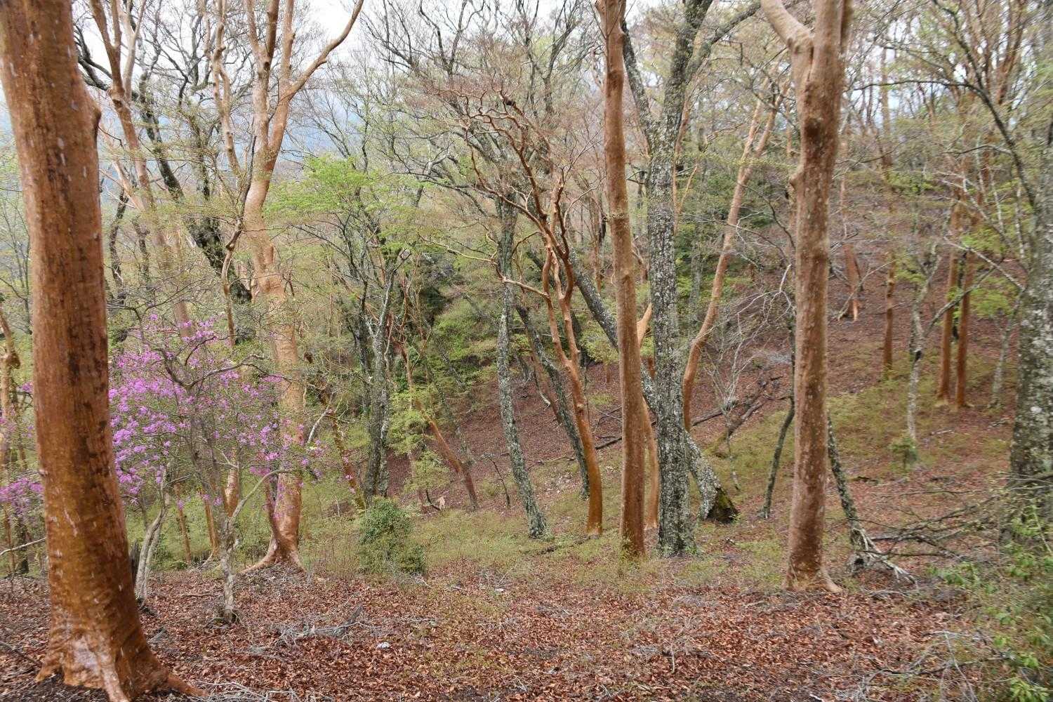 ブナとヒメシャラの森🌲