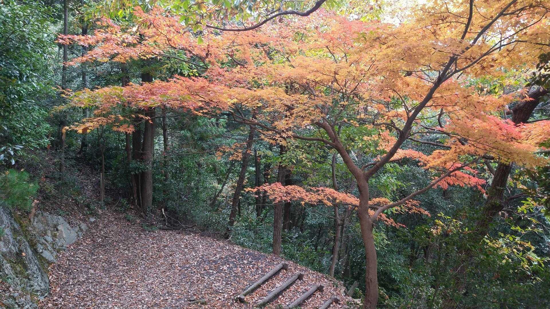 城台山-城ヶ峰 往復コースの写真