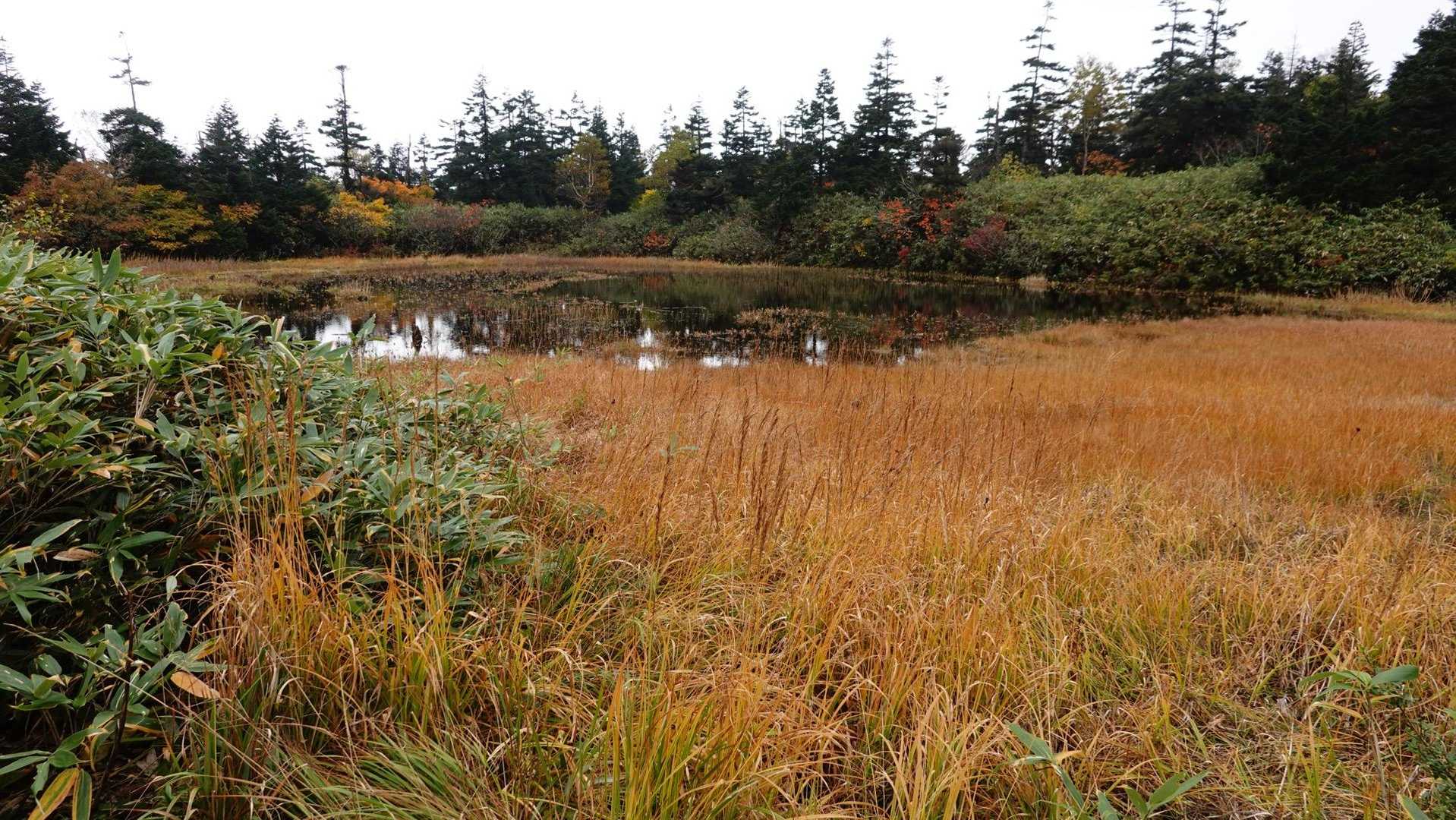 小屋前の湿原