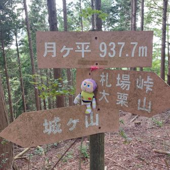 月ヶ平に到着～
眺望無し、尾根の途中に見えるけど、ちゃんと名前がついてる。
1038高地のほうにも、名前つけてあげてくださ〰い