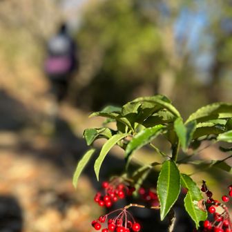 万両が沢山あります🔴