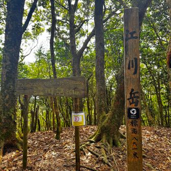 江川岳、山頂とうちゃーく^_^