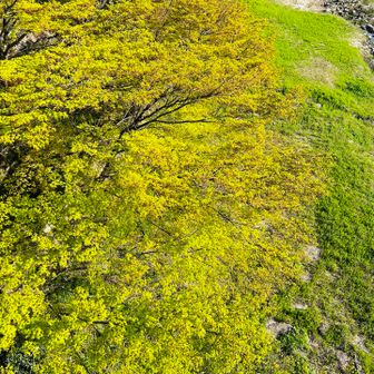 苔ちゃうよ！モミジの緑💚