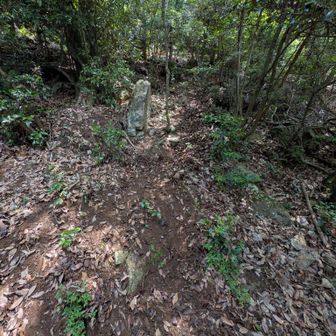少し急斜面ですが、普段から山を歩く人なら普通に歩けると思います👌