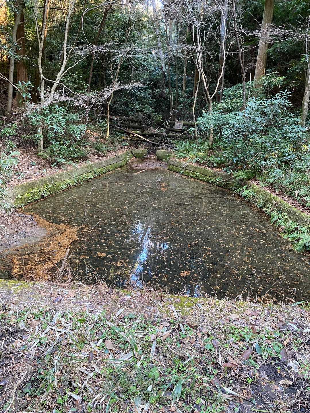 ここの池も昔は自然の水たまりで水の中に木が生えて、薄暗い不気味な所でしたが切り開かれて明るくなりました。昔は網でガサガサしたら色々な虫やアカハライモリが網に入ったものですが今でも居るのかな。