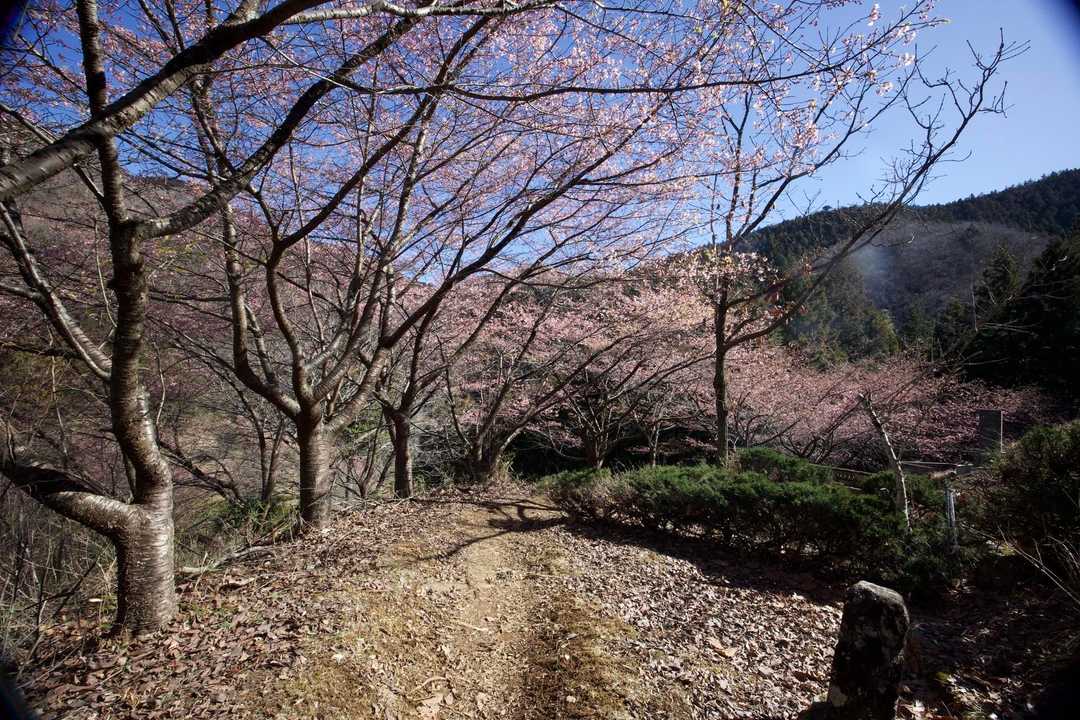 奥高尾〜裏高尾縦走（陣馬山・堂所山・富士見台・駒木野） の写真 6