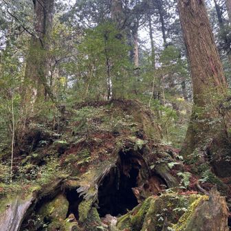 ウィルソン株外観