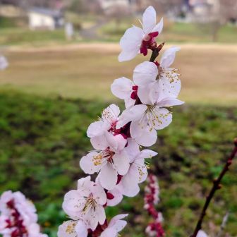 🌸桜咲き誇る🌸
✨️一重に輝く✨️
桜の匂い大好きです🙆