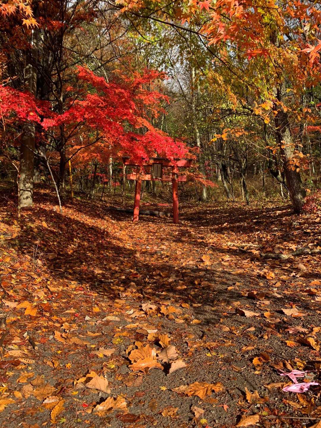 登山口　見事な紅葉🍁