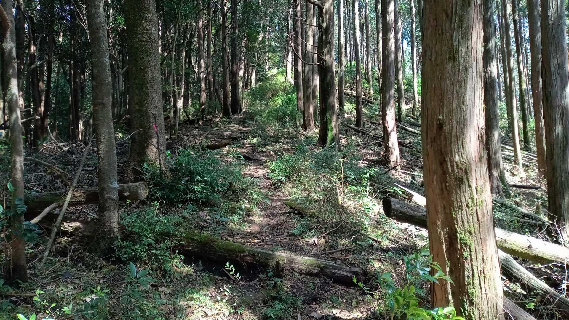烏帽子岳までの気持ち良い登り