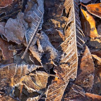 枯れ葉も凍る寒さ