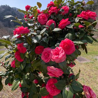 蛇滝入り口、トイレ脇の素敵なツバキ