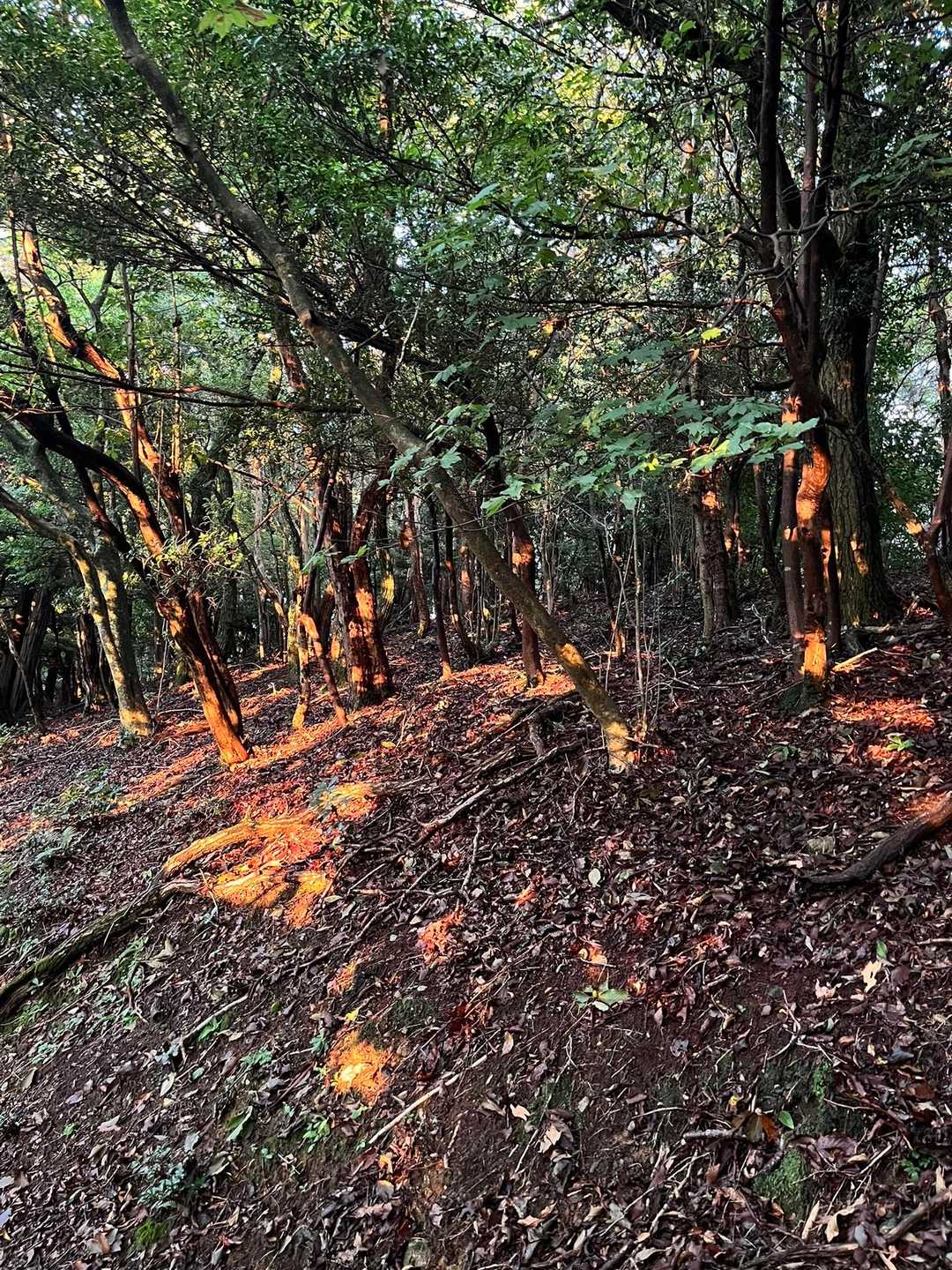 夕陽の木漏れ日も幻想的(写真下手)