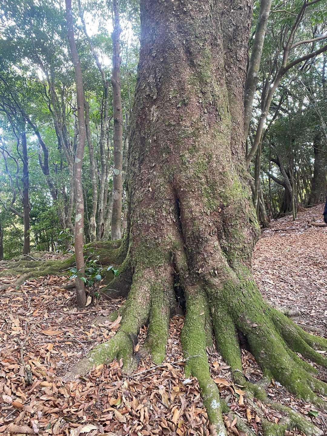 夜中絶対動いてる木🌲👀みぃつけた❗️