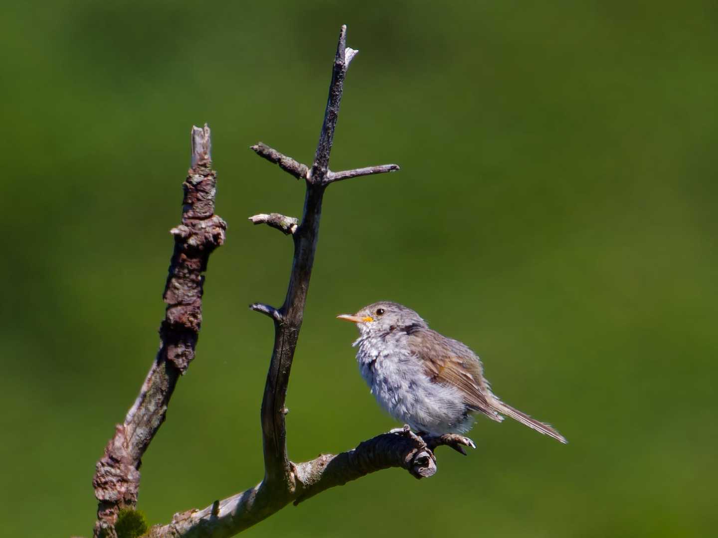 スタートして直ぐにウグイス発見🐦ボサボサ？幼鳥？🤣