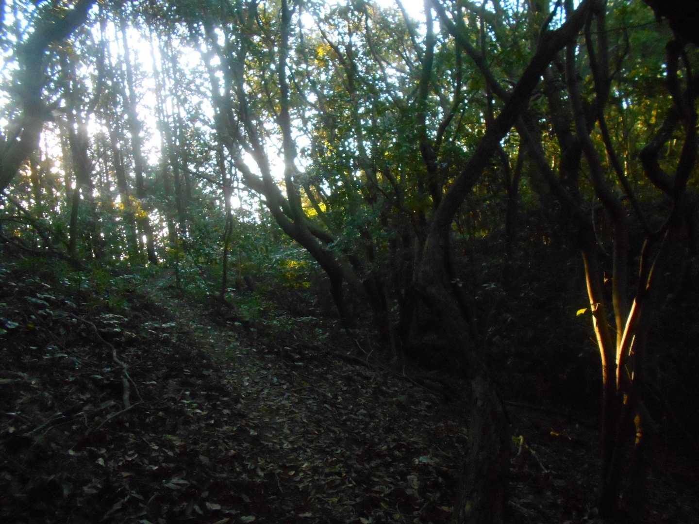 登山口にきたらこっちのもんじゃ！
まずは大山目指してすたーつ！