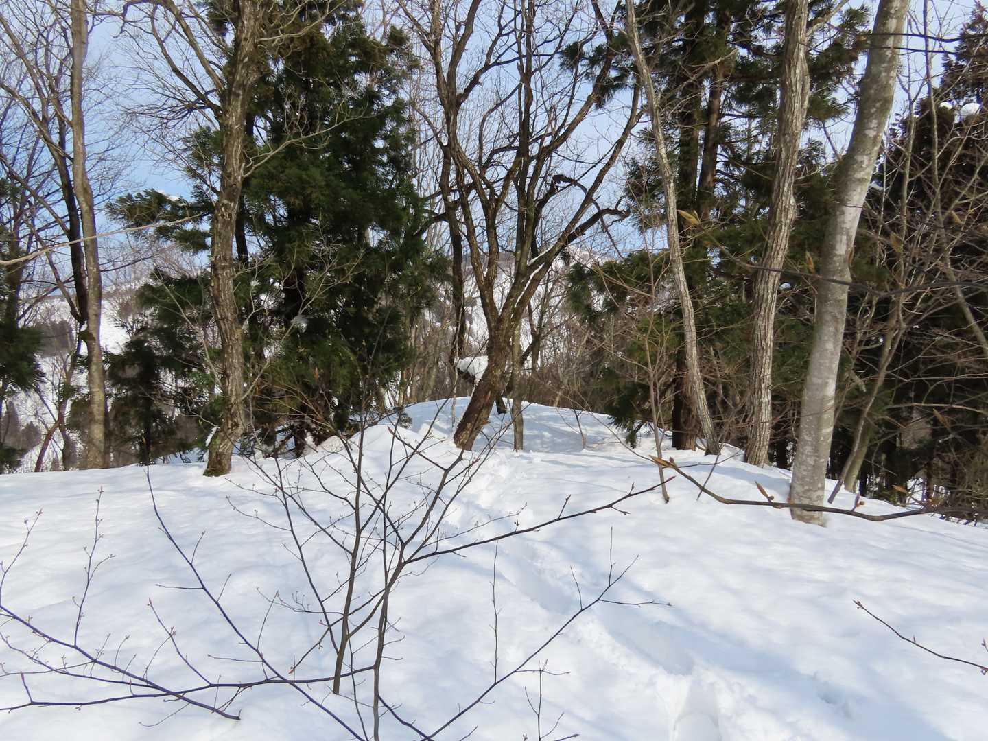 着いたー、祝、千足山登頂！何も無し。（予想はしていたが）展望、悪っ。ここまで進行方向左手は切れ落ちた崖だったが、右手は杉林で特に問題無かった。