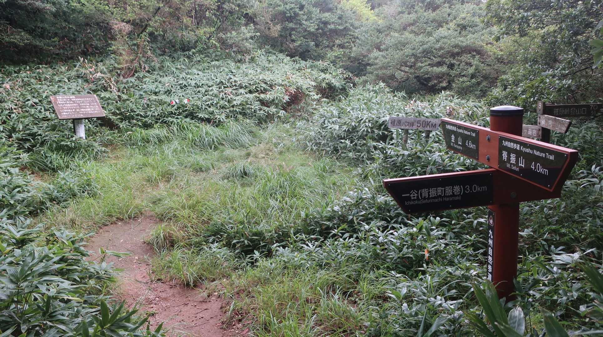 椎原峠は草に覆われていた。