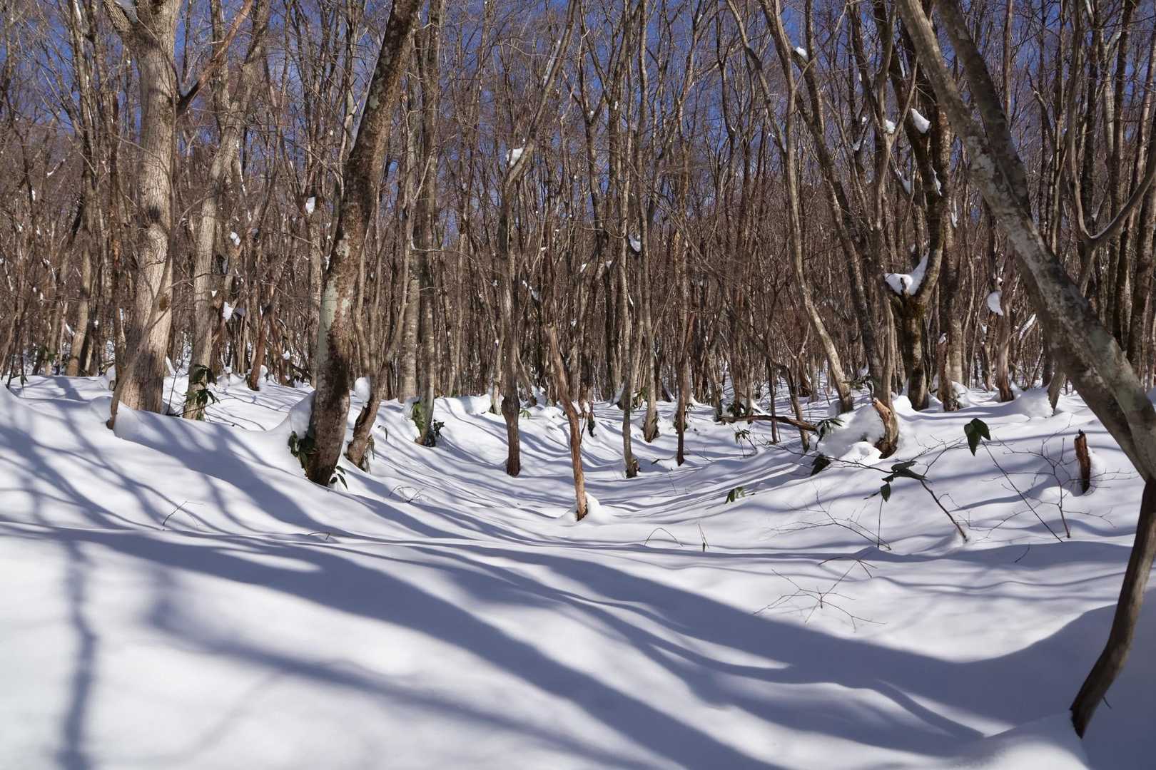 雪に映る
木影もいいでしょう✨

風もなく、音もない…静けさ