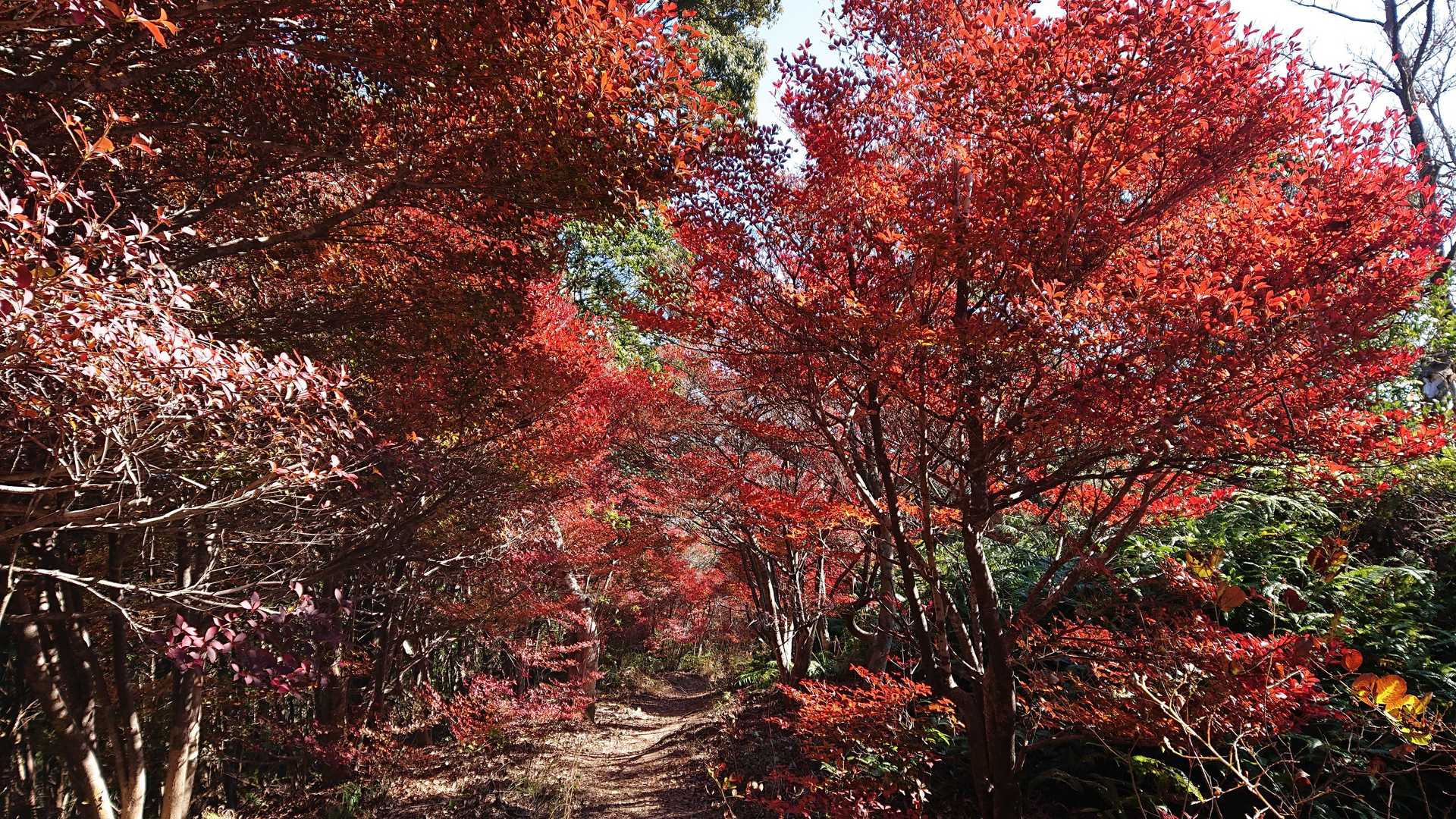 観音岳-白岩山 周回コースの写真
