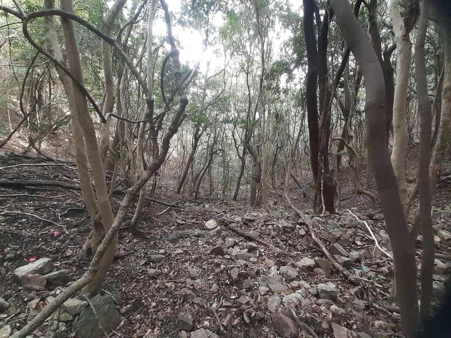 実際はもっと薄暗い
