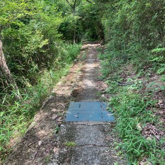 登り切ると整備路が。
