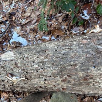 食べれるキノコ
ムキタケと教えてもらったが…