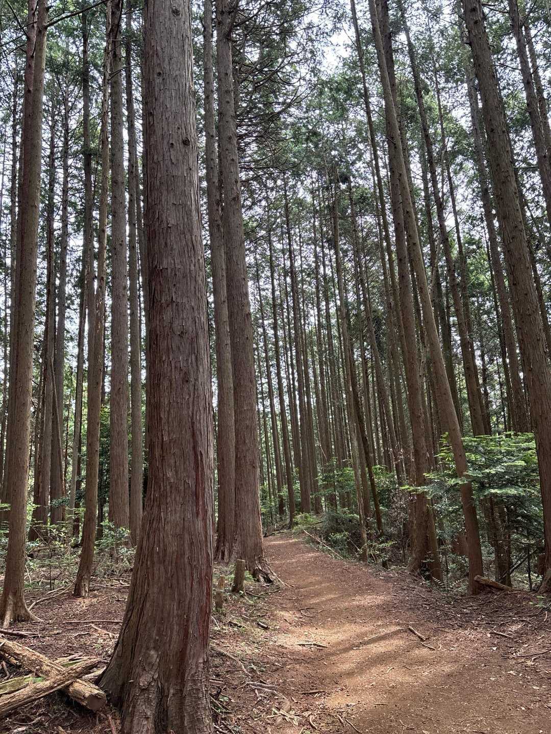 私の好きな道