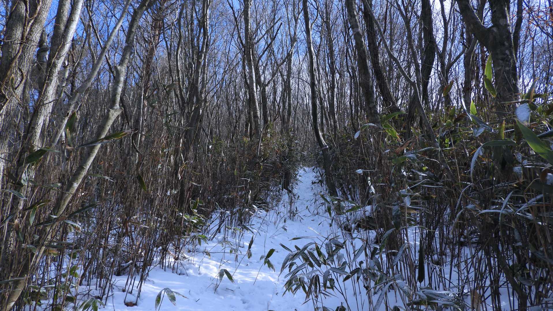 ここからいよいよ本格的な登り。最初は雪で垂れた笹がちょっと煩い。