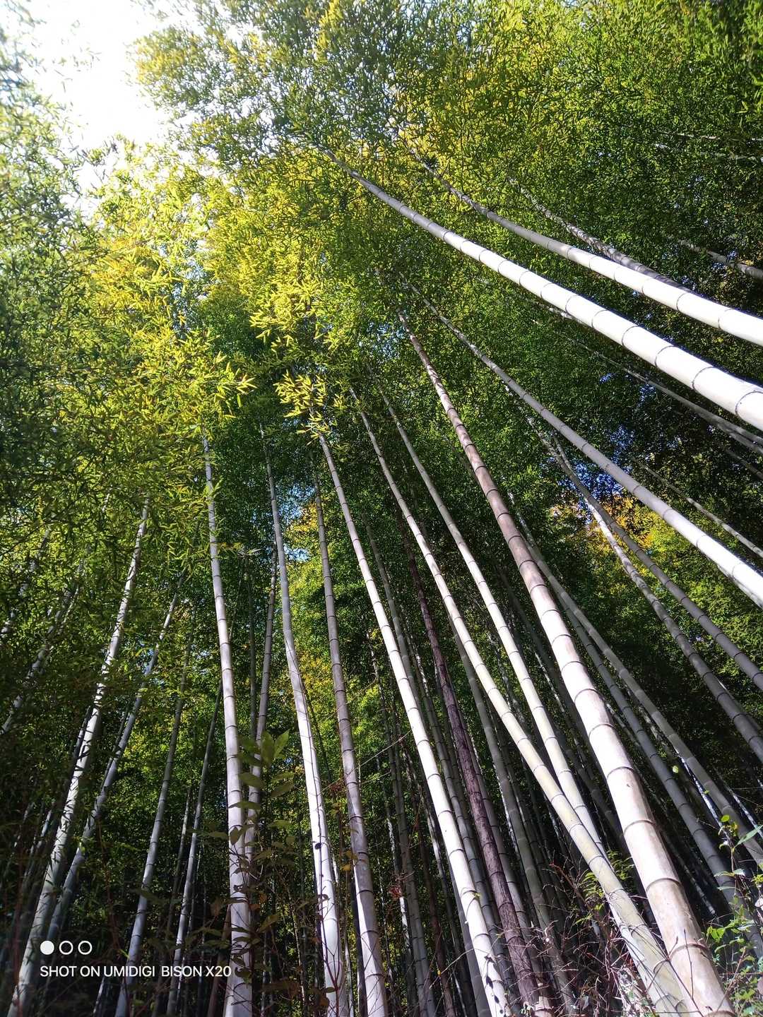 村積山 往復コースの写真