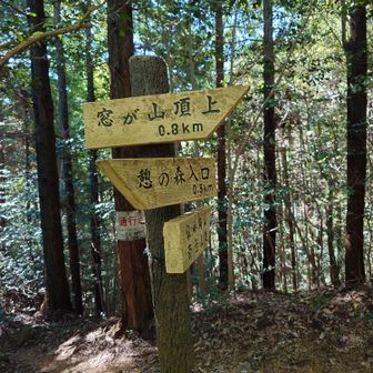 分岐　半分登った