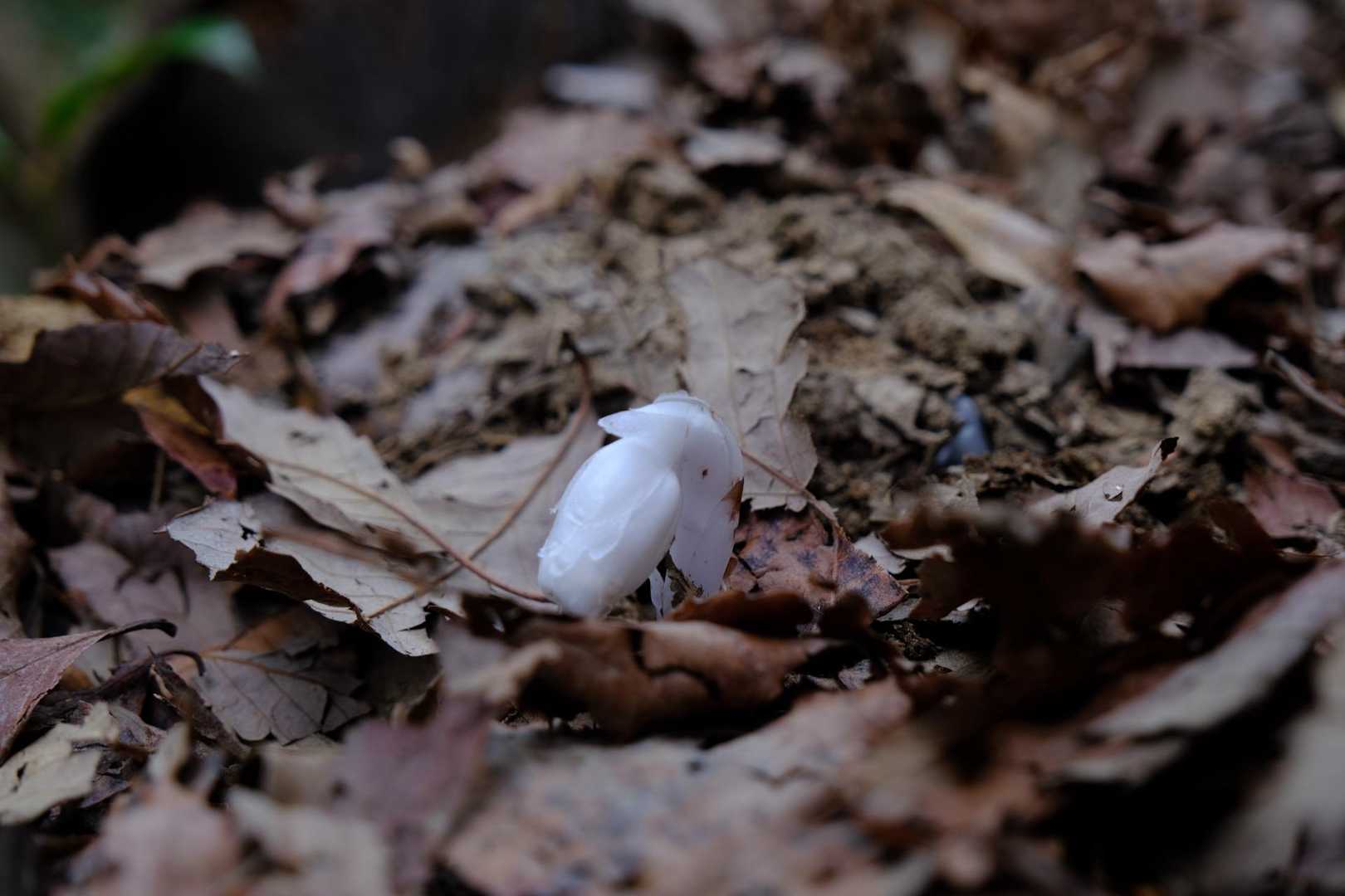 ギンリョウソウ発見