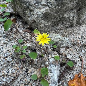 今日見つけたゆういつのお花

ジシバリてゆうらしい
