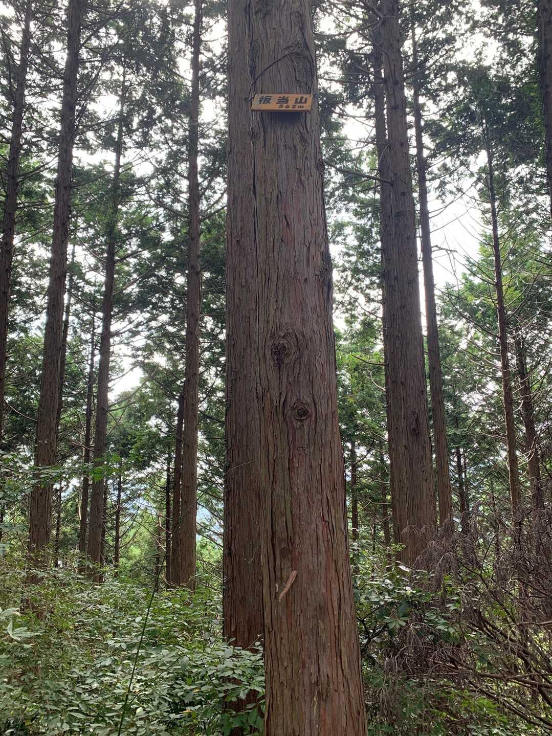 板当山の写真