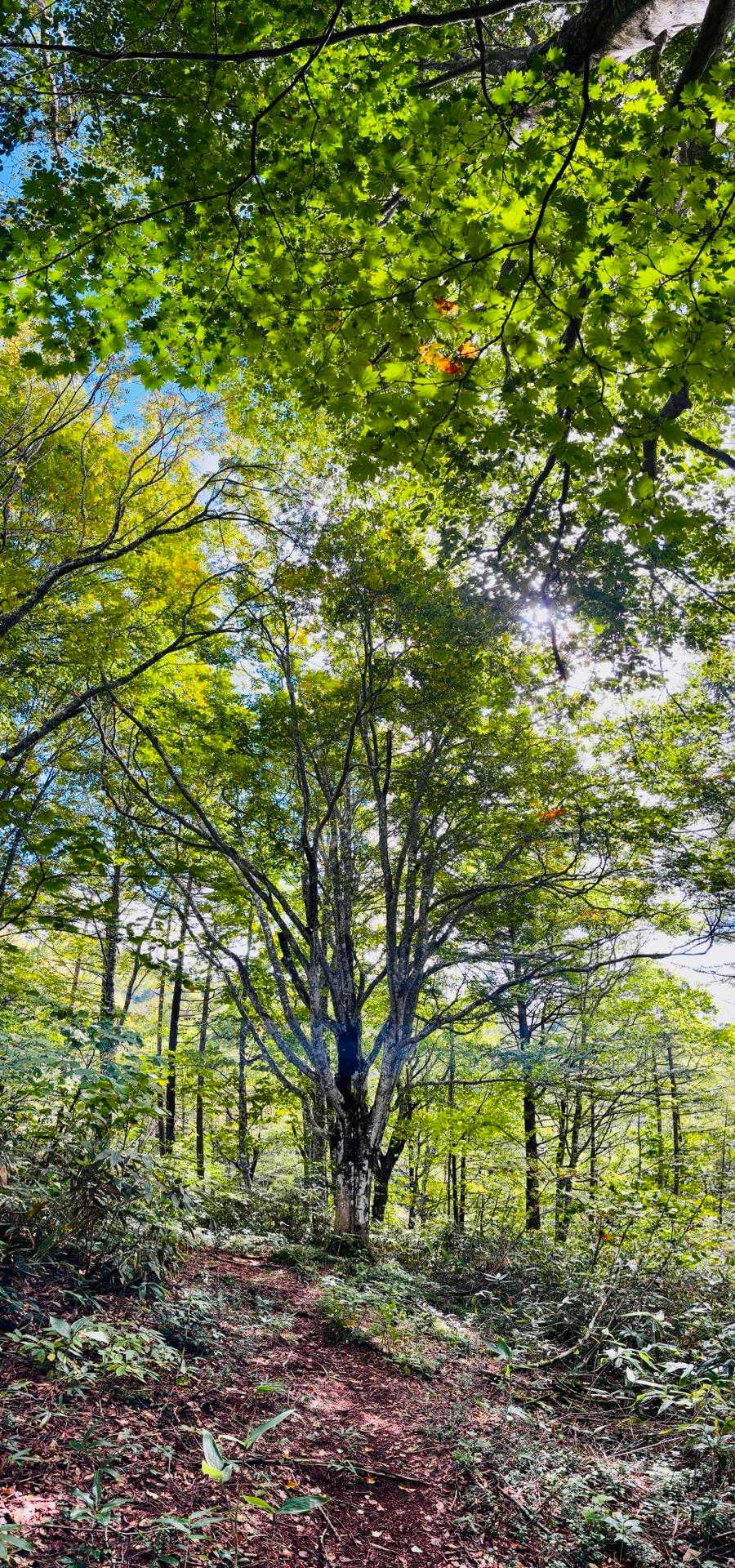 千手ブナ🌳