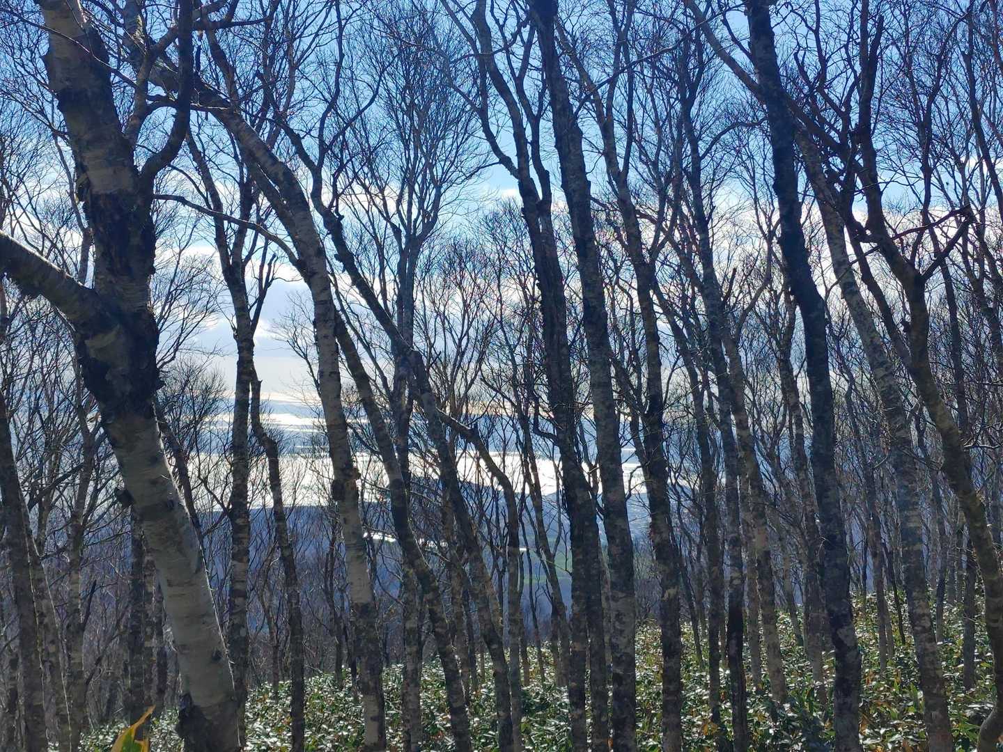 カムイヌプリ登山口-カムイヌプリ-奥カムイヌプリ 往復コースの写真