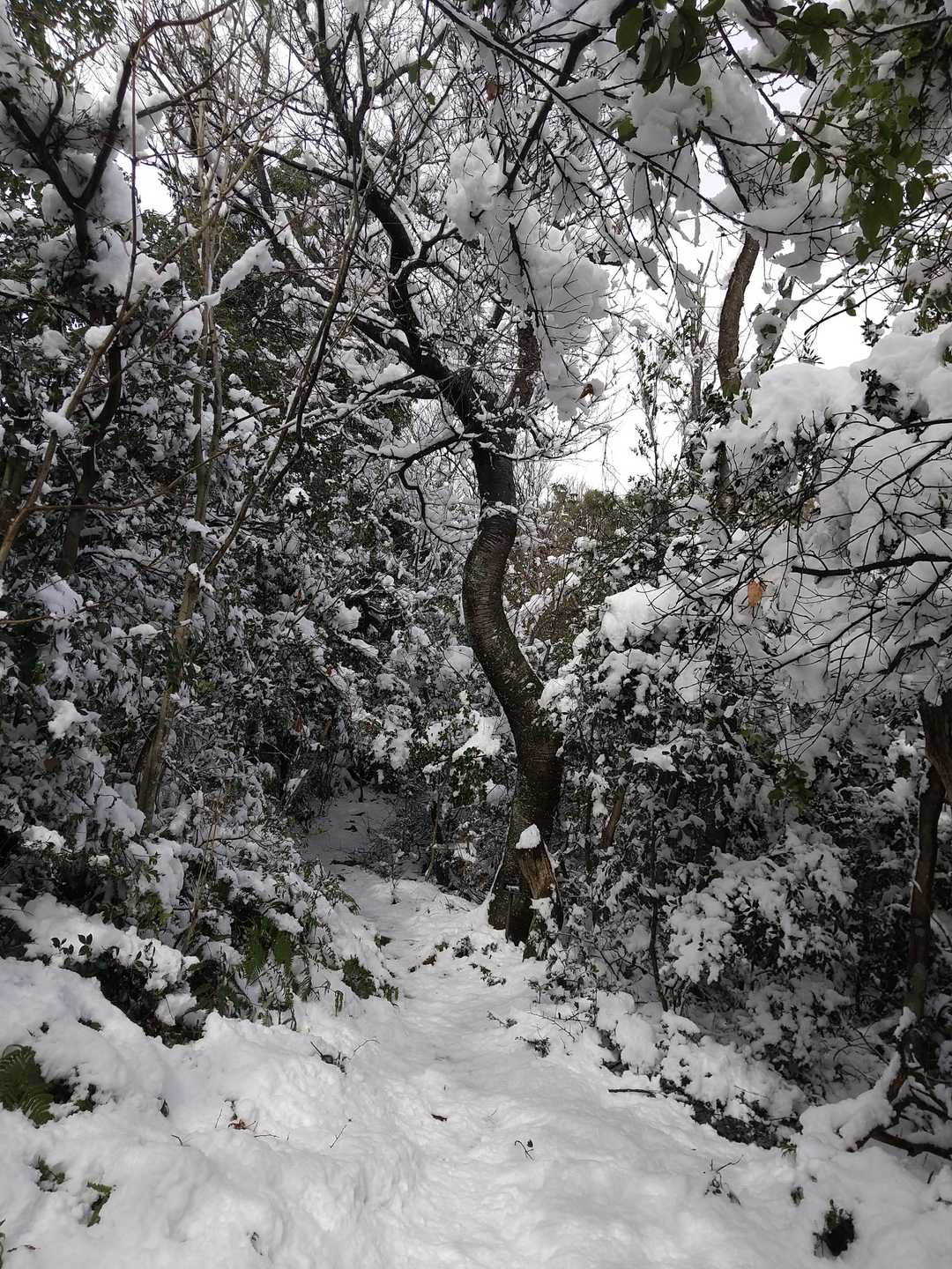 長命寺山登山口-長命寺山-奥島山 往復コースの写真