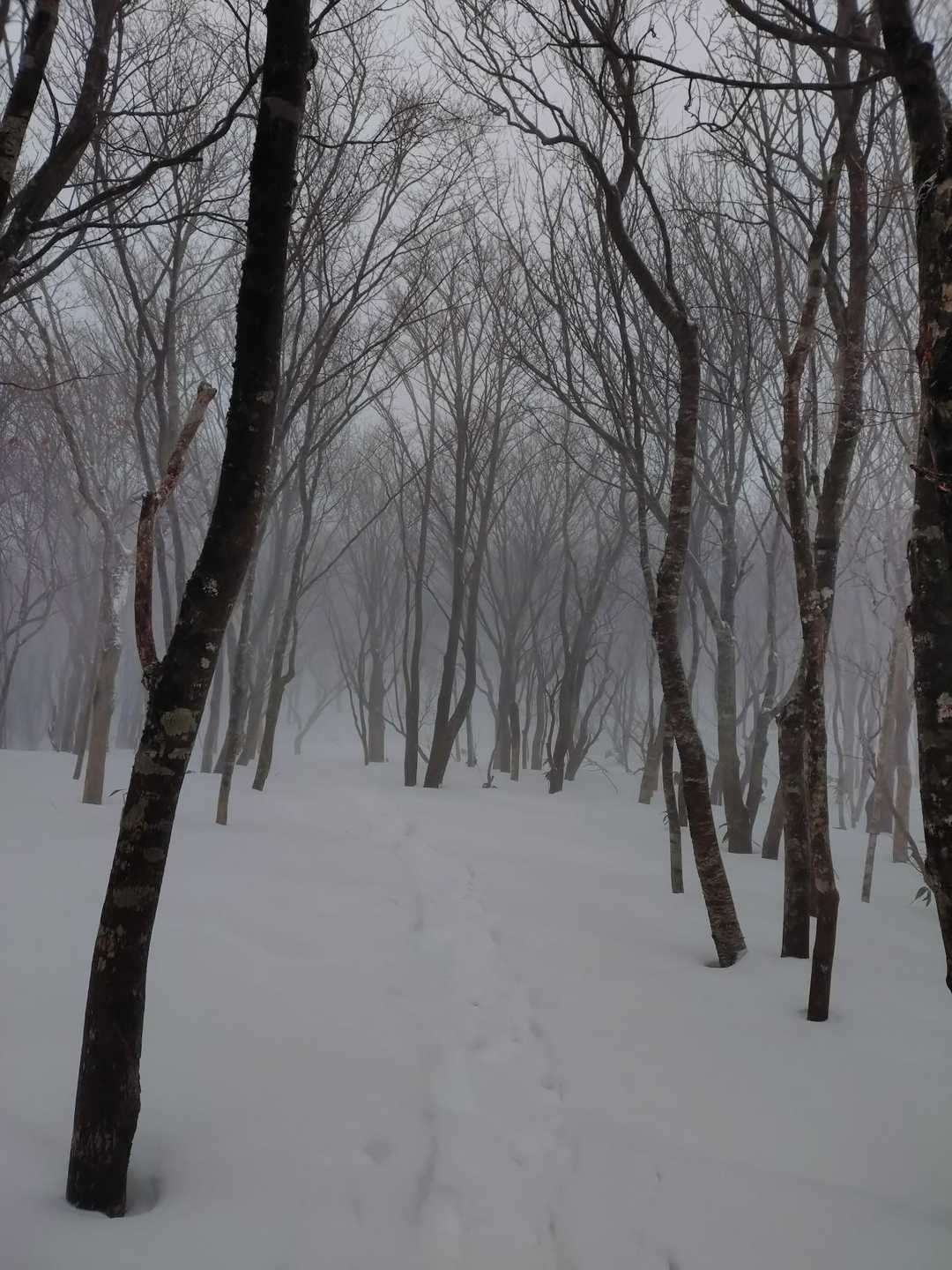 夏焼峠-恐羅漢山 往復コースの写真