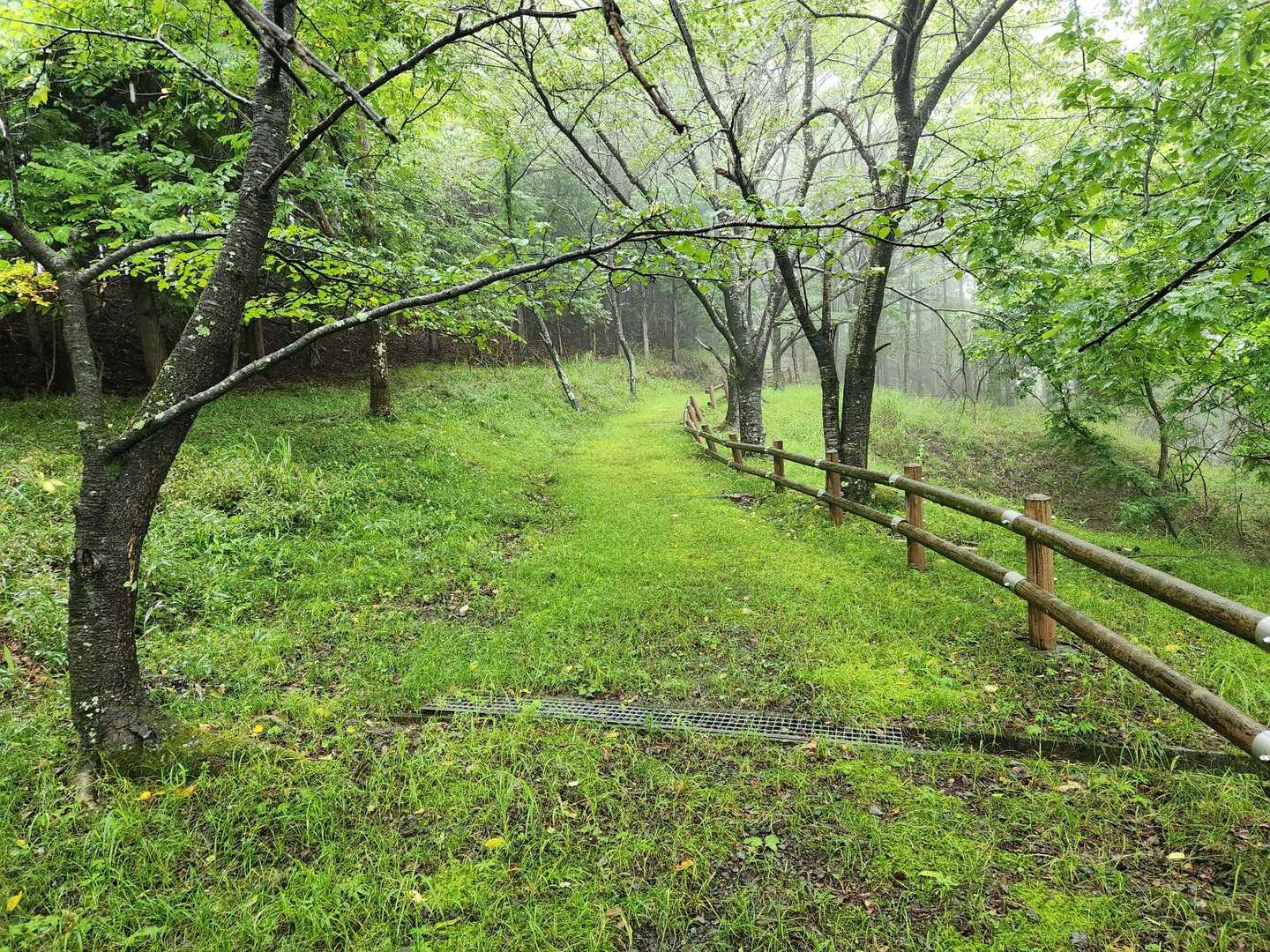 もふもふロード。
ふかふかですが雨だと濡れます。。。