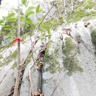 この辺りの石灰岩は苔むしている🌱𓈒𓏸