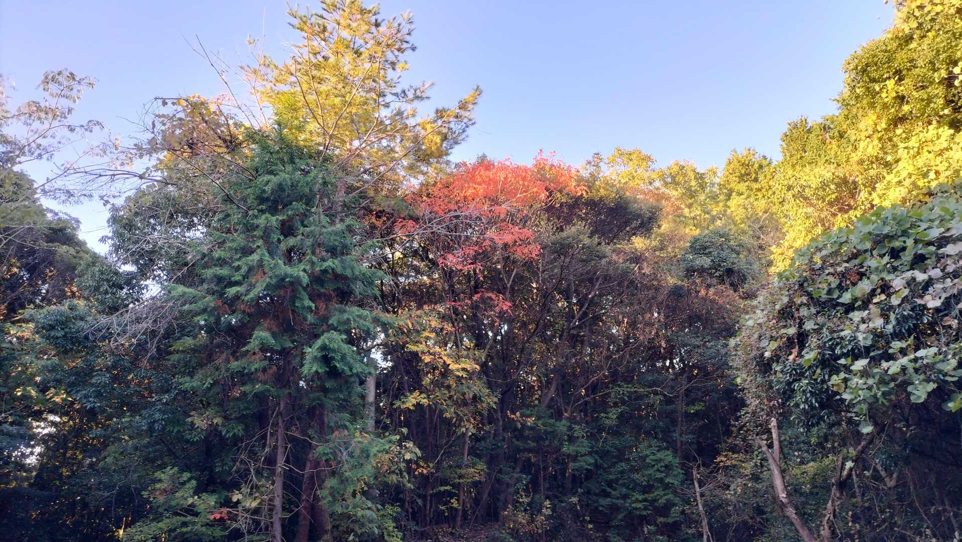 山の紅葉をパシャリ📸