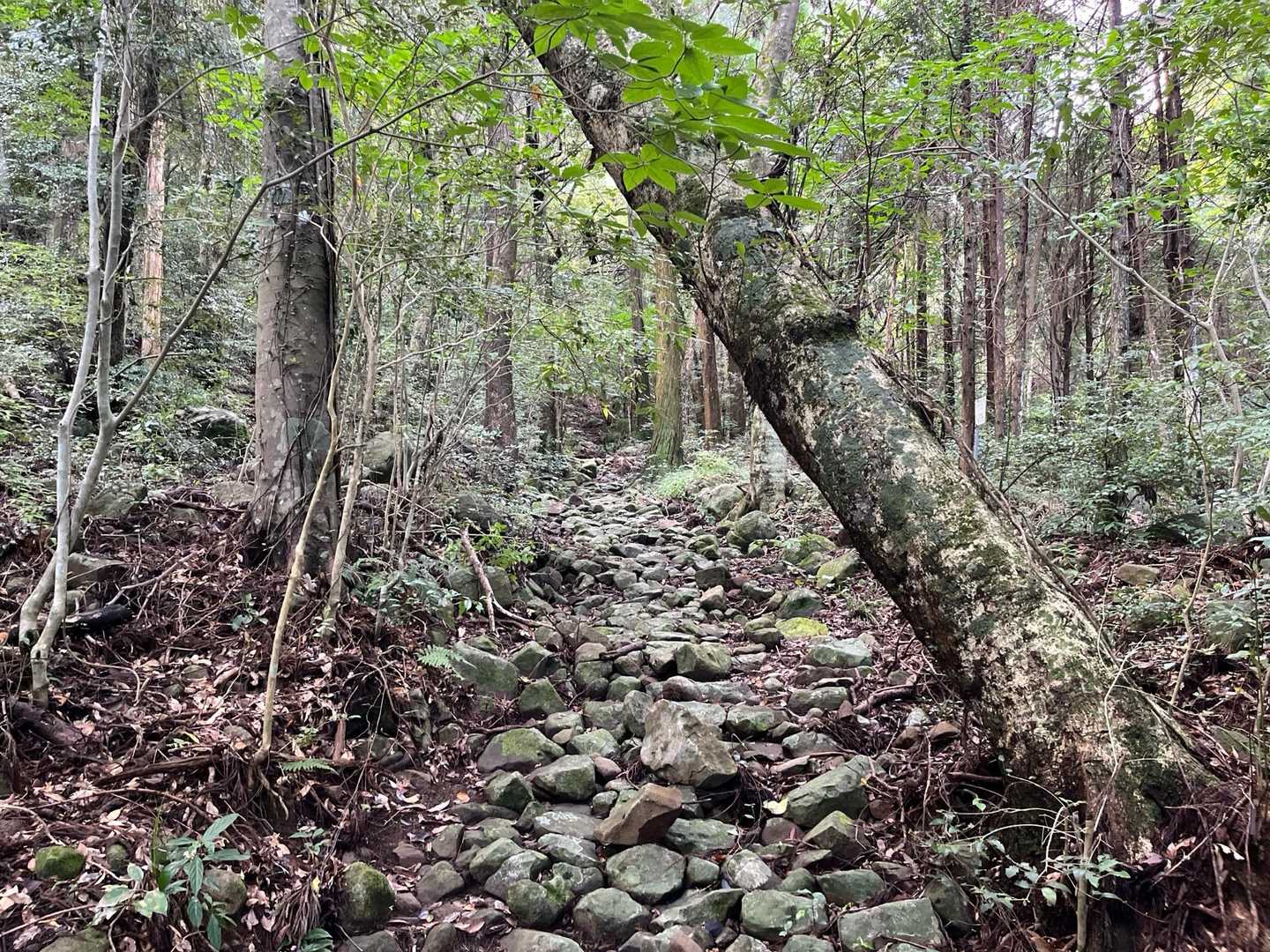 参道は荒れ加減。